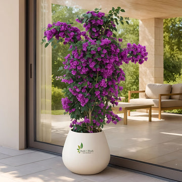Purple Bougainvillea