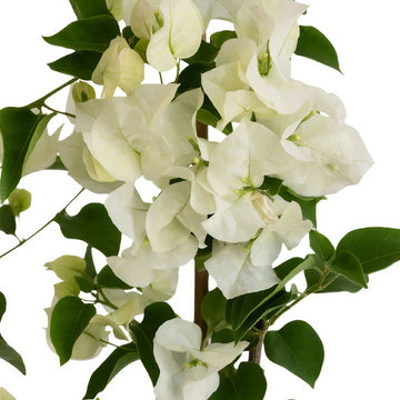 White Bougainvillea