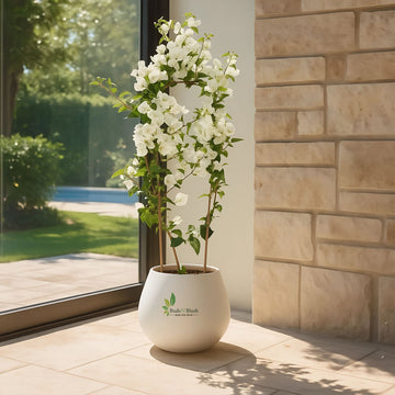 White Bougainvillea