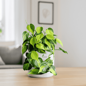 Oxycodium Brasil Pothos