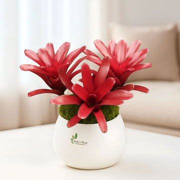 Neoregelia Red Fireball bromeliad