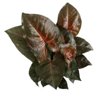 Syngonium Bronze