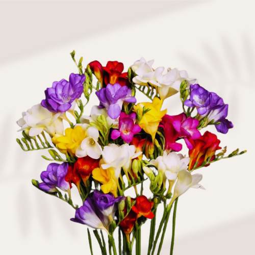 Freesia Mix Hybrid (3 Bulb)