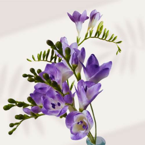 Freesia Purple Hybrid