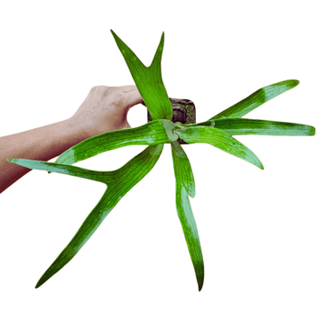 Staghorn Fern