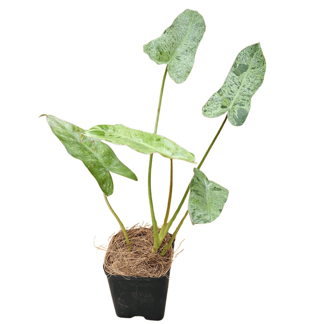 paraiso verde philodendron for sale Philodendron Paraiso Verde Rare