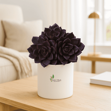 Echeveria Black Prince