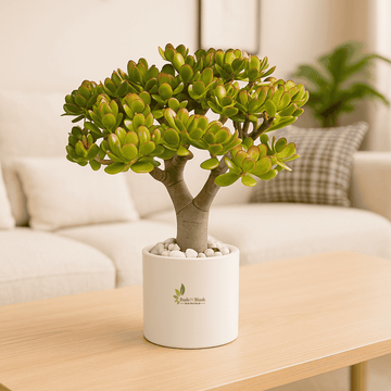 Lucky Jade Plant, Crassula Ovata
