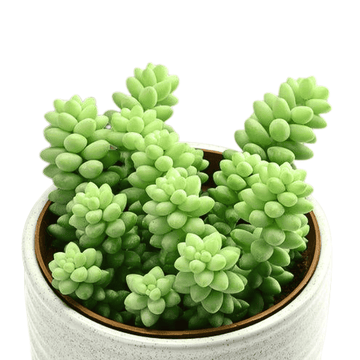 Sedum Morganianum