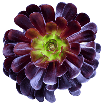 Aeonium Black