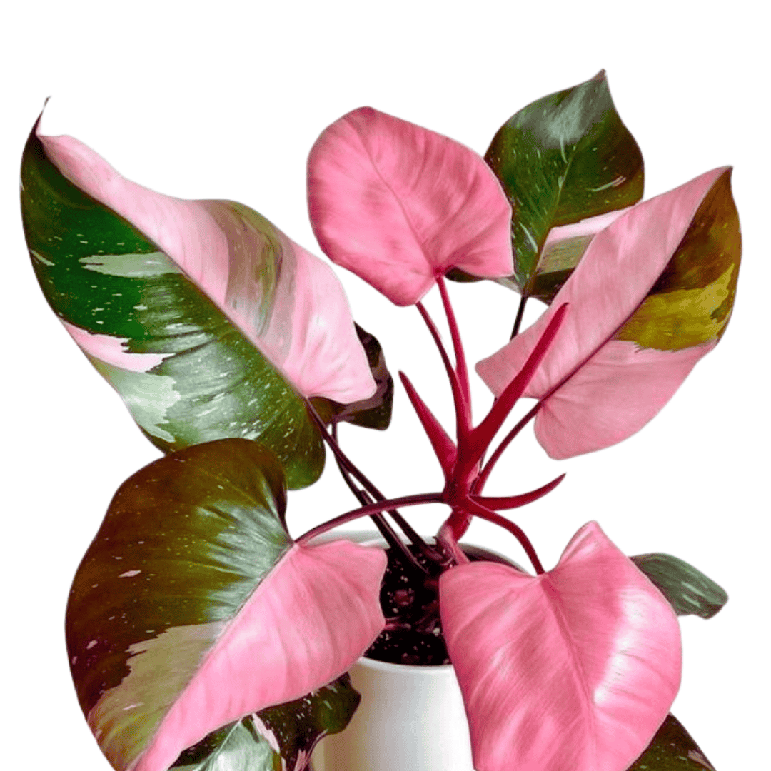 philodendron pink blush Philodendron Pink Princess