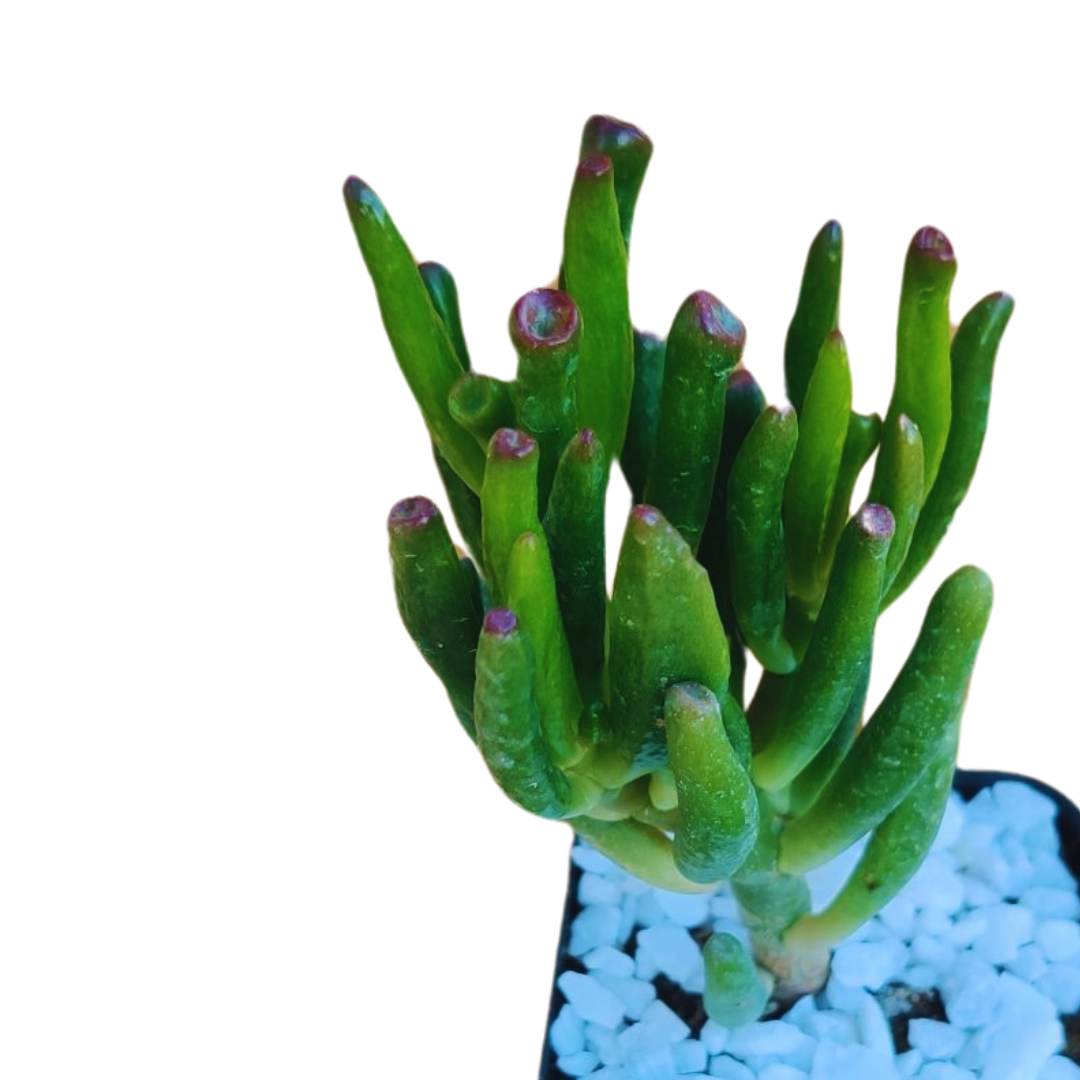 goblin fingers succulent Lucky Finger Plant, Crassula Ovata Gollum