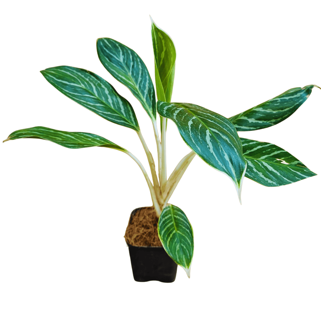 aglaonema butterfly manis Butterfly Aglaonema Plant