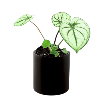 Christmas Caladium white