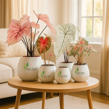Mix Colored Caladium