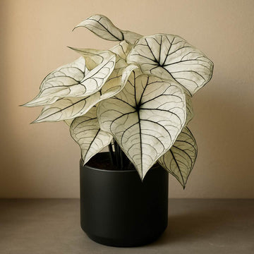 Christmas Caladium white