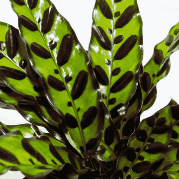 Calathea Insignis