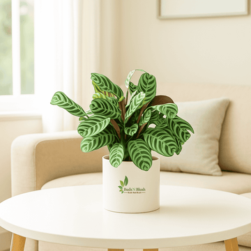 Burle Marxii Calathea