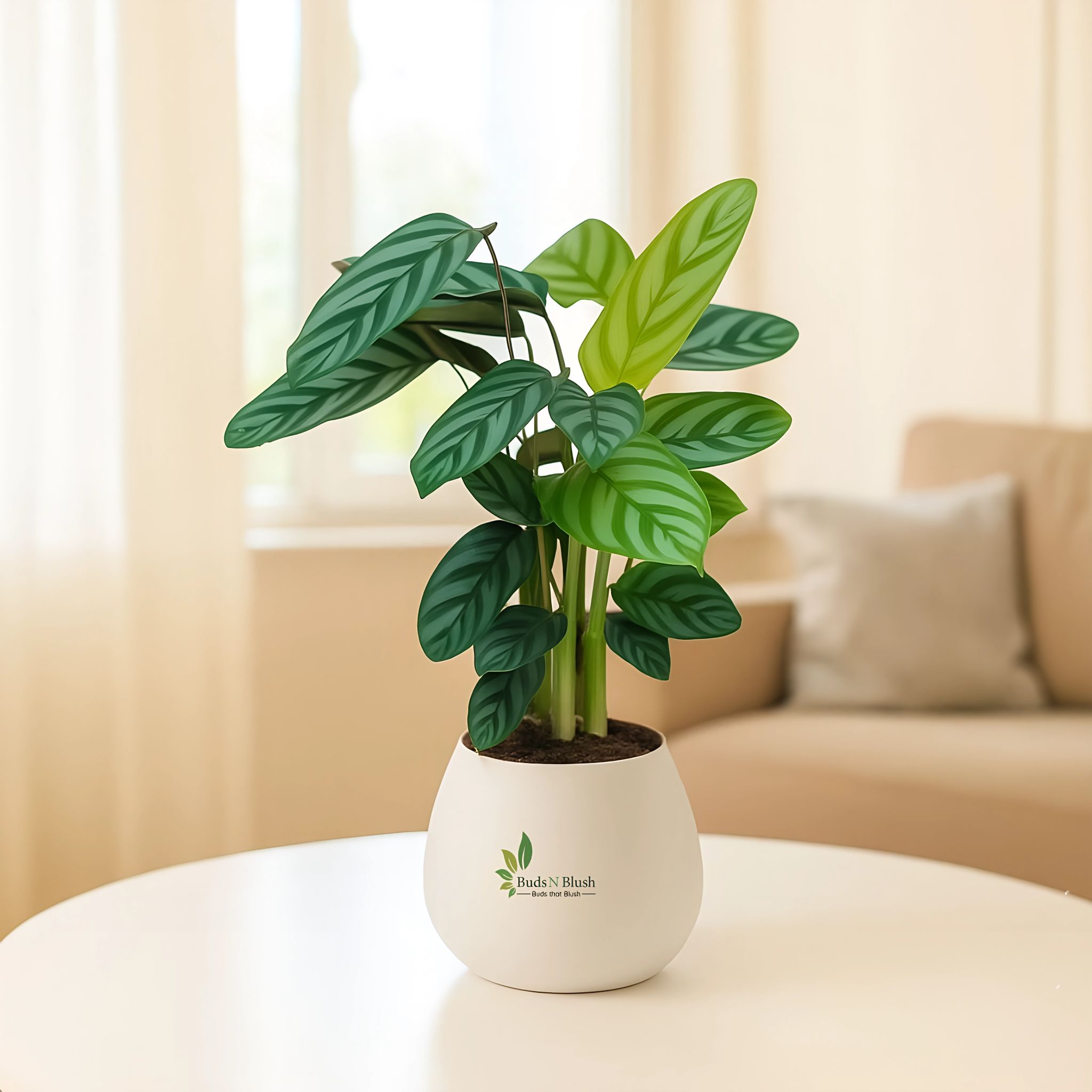 Calathea Compact Star