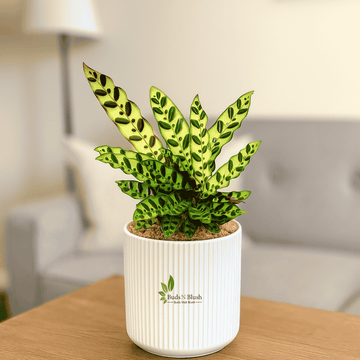 Calathea Insignis