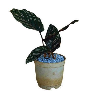 Calathea Ornata Indoor Plants