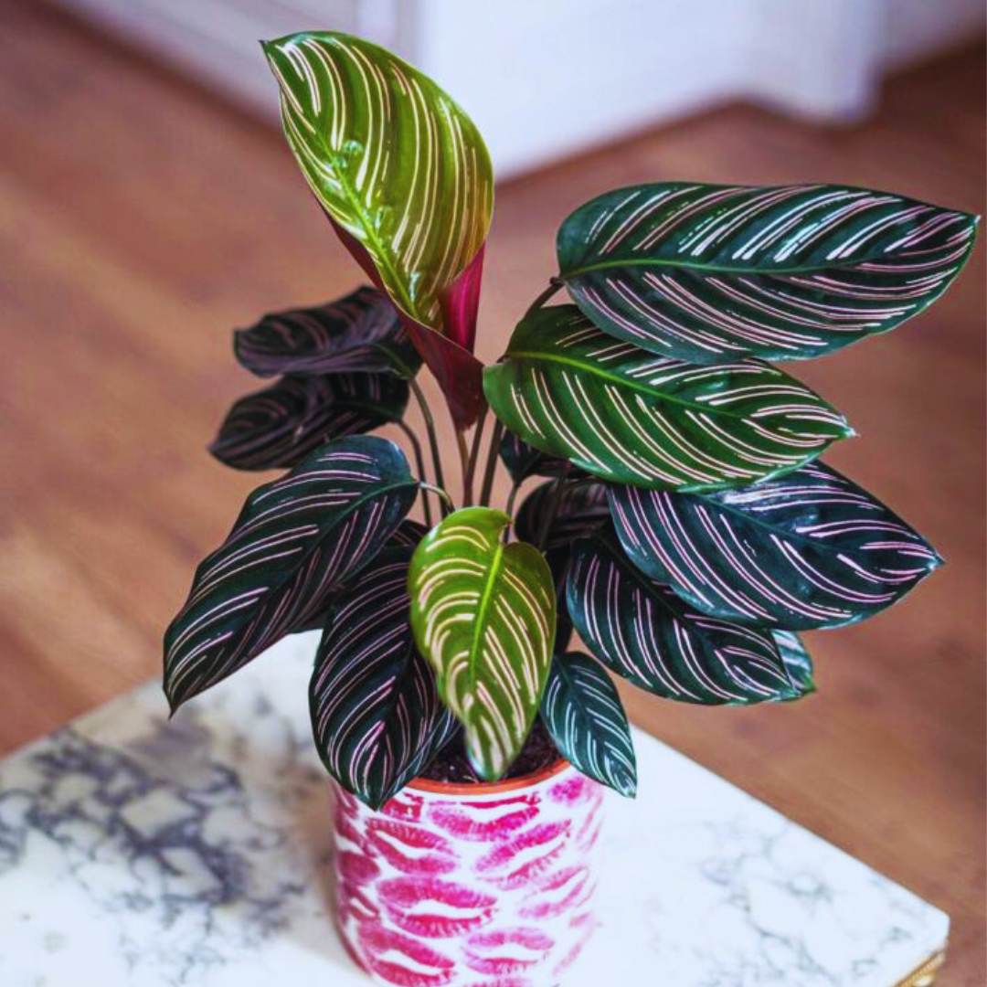 Calathea Ornata Indoor Plants