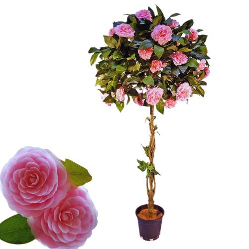 Rare Japanese Camellia Flower Plant Pink