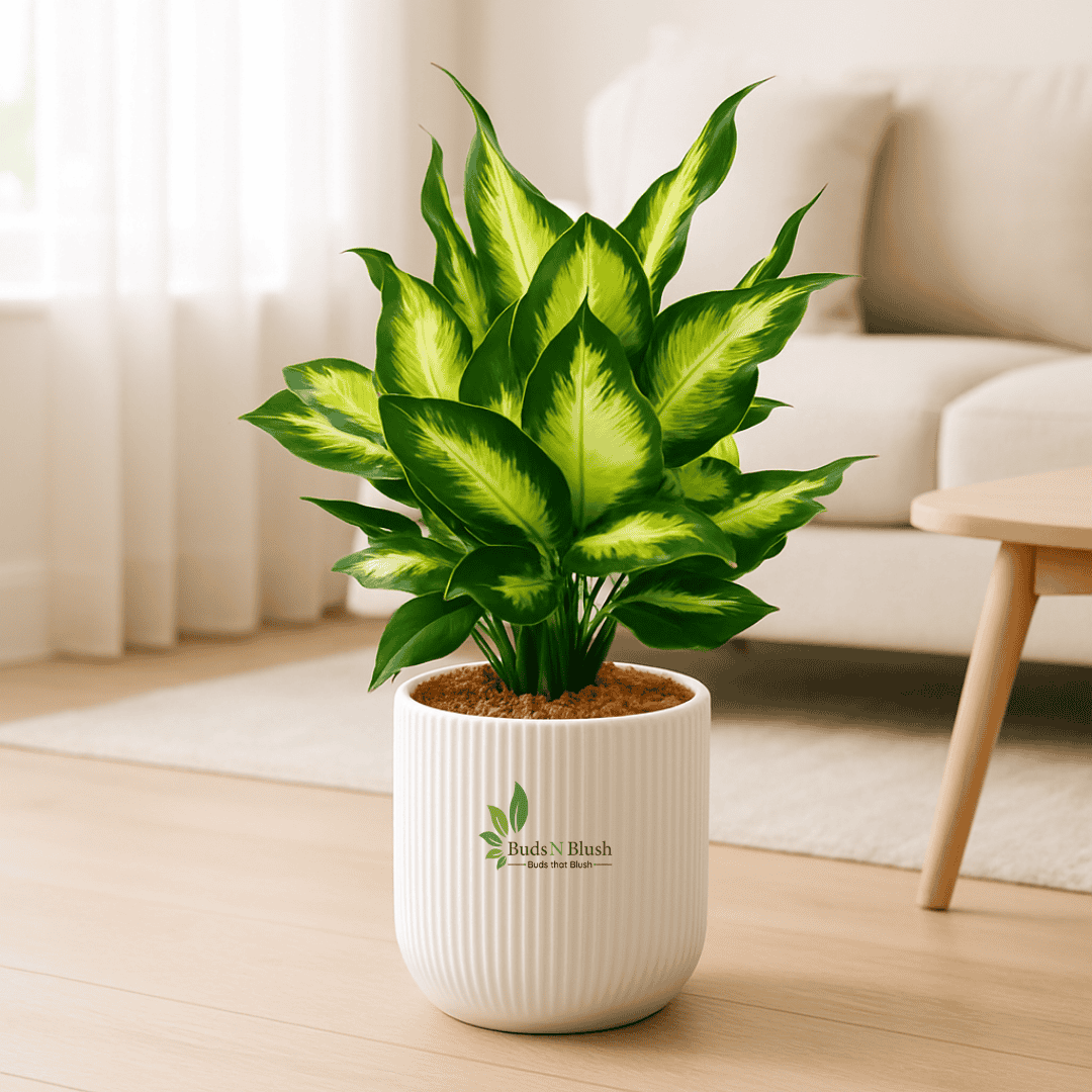 Dieffenbachia Camille