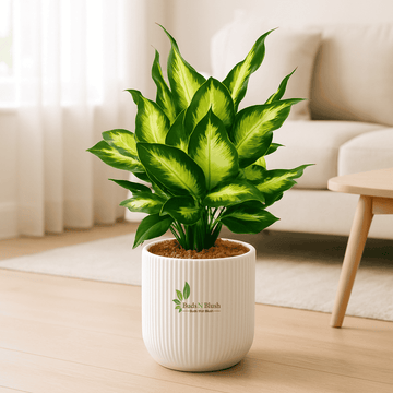 Dieffenbachia Camille