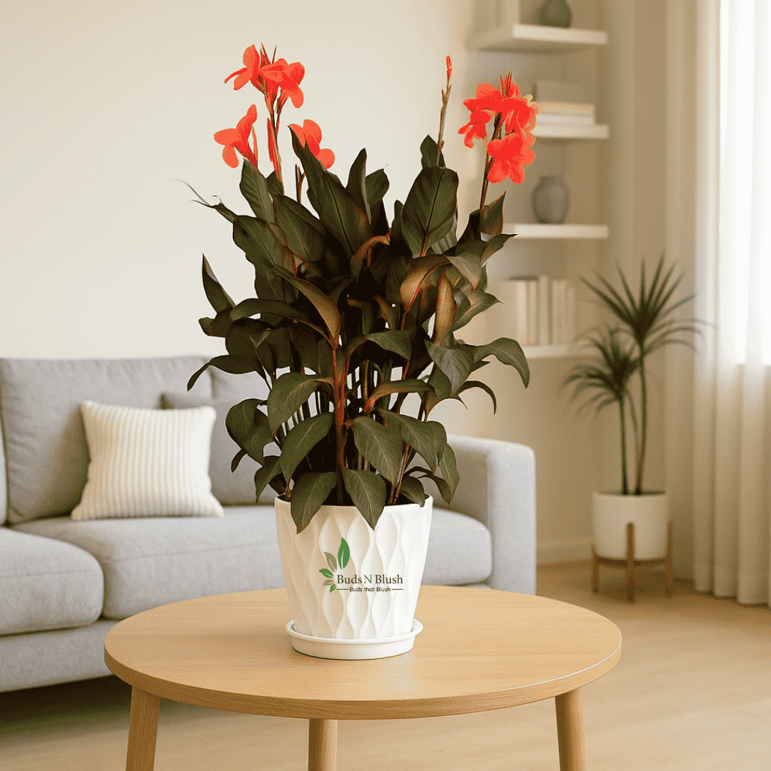 Canna Lily Dark
