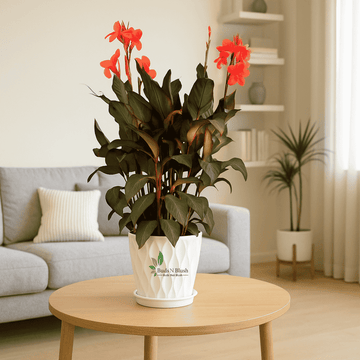 Canna Lily Dark