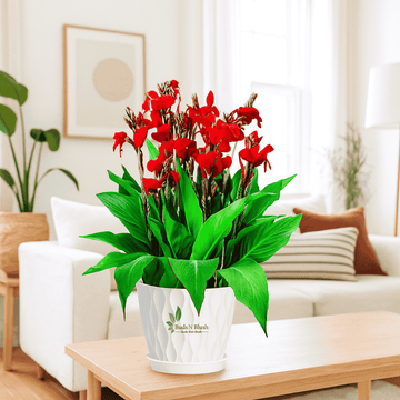 Canna Lily Red
