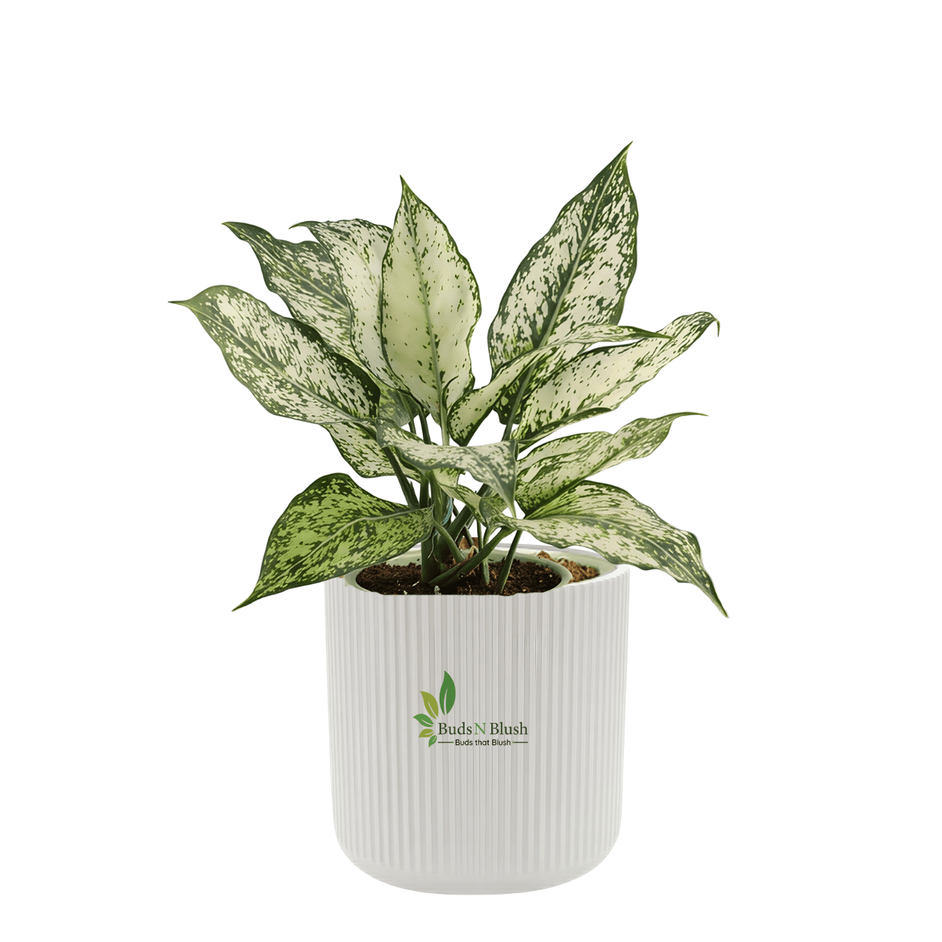 aglaonema snow white care Aglaonema Snow White