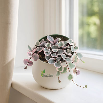 String of Hearts Variegated
