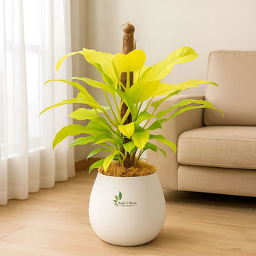 philodendron ceylon golden Philodendron Ceylon Gold