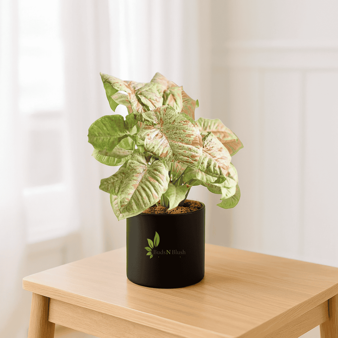 Syngonium Milk Confetti