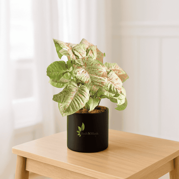 Syngonium Milk Confetti