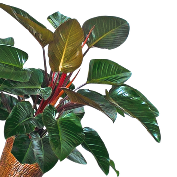 Philodendron Rojo Congo