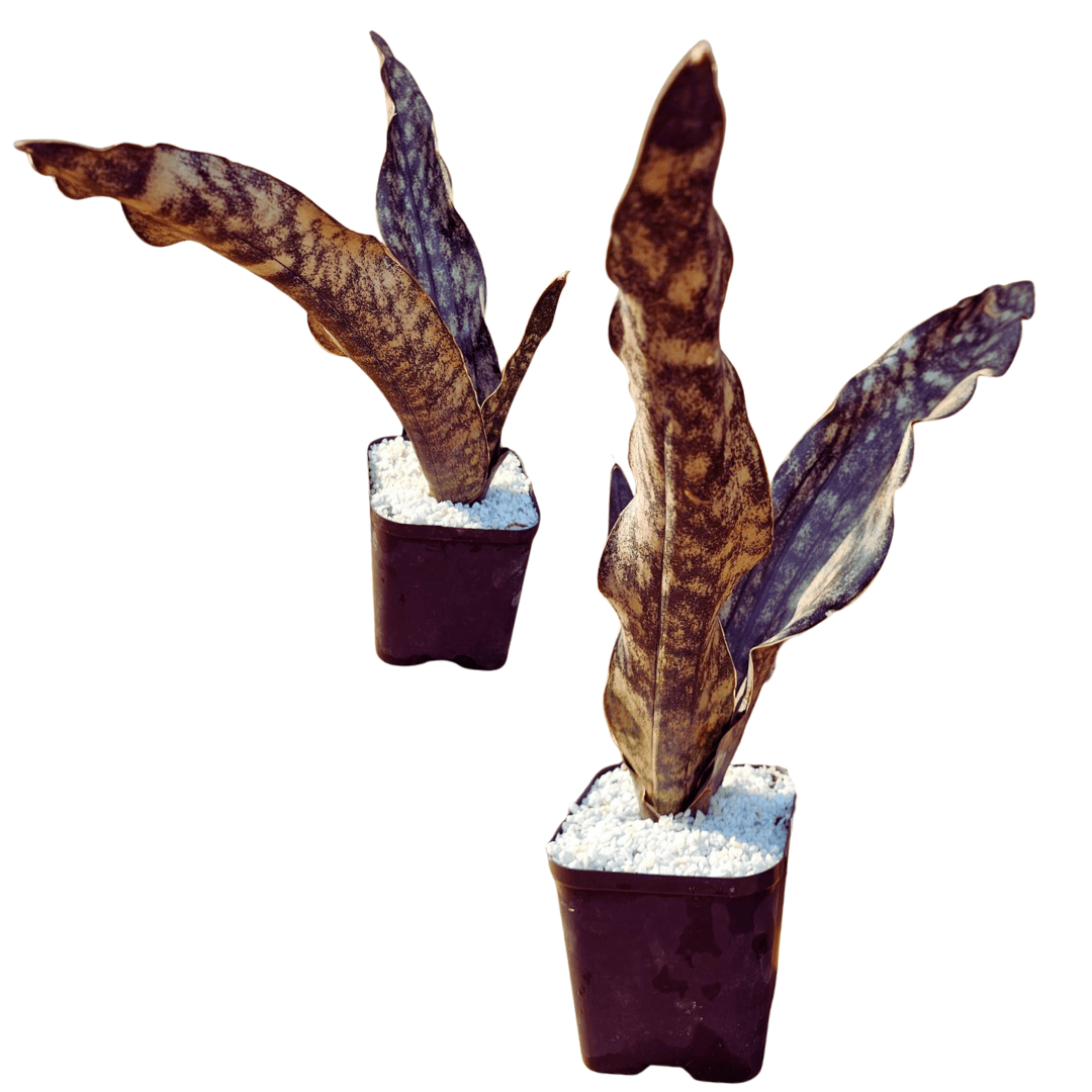 coppertone snake plant Sansevieria Coppertone