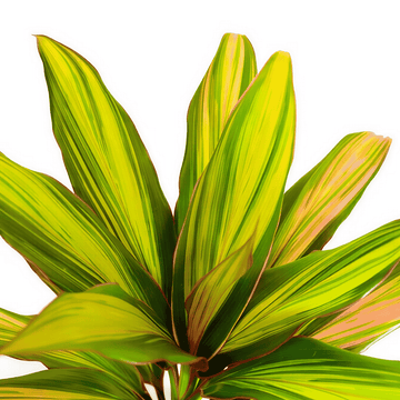 Cordyline Kiwi