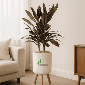 Cordyline Coffee