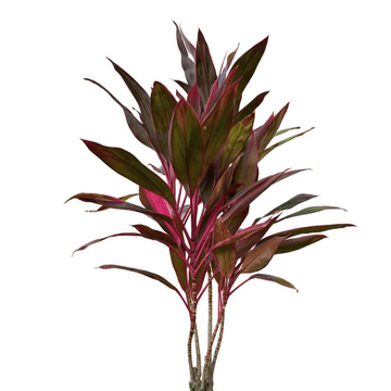 Cordyline Coffee