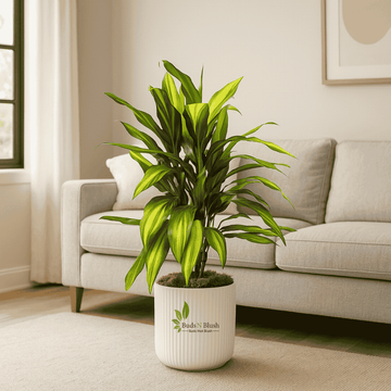 Cordyline Kiwi