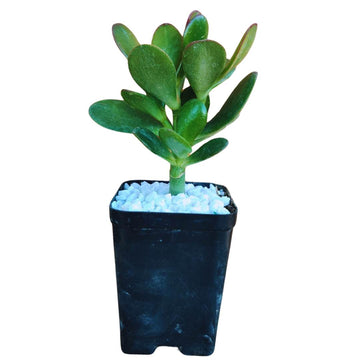 Lucky Jade Plant, Crassula Ovata