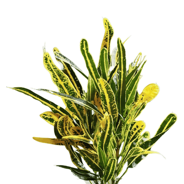 Croton Dreadlock
