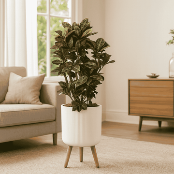 Croton Petra