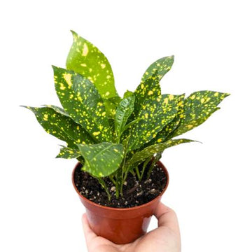 Croton Gold Dust Indoor Plant