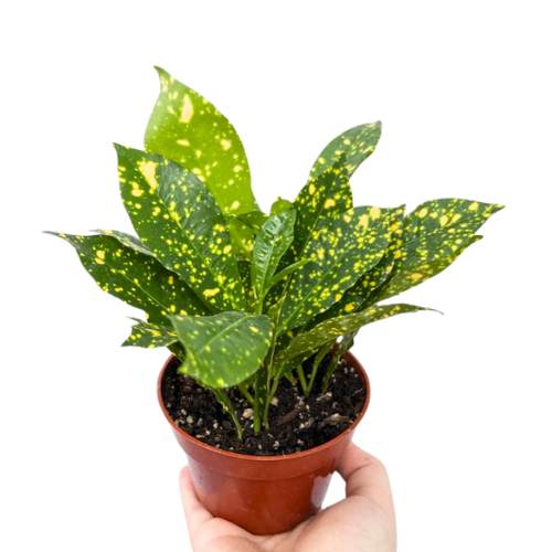 croton plant indoors Croton Gold Dust