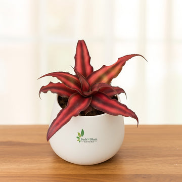 Cryptanthus Brown