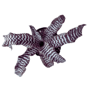 Cryptanthus Zonatus